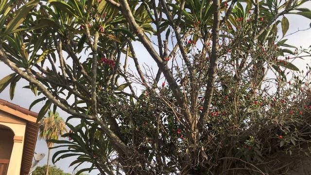 Cosechando el piquín, color de la Plumeria Kaneohe смотреть онлайн