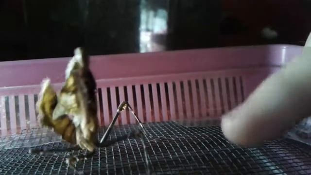 Deroplatys desiccata смотреть онлайн