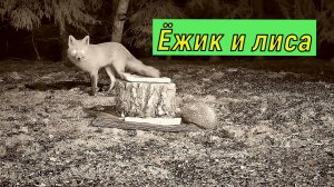 Ёжик и лиса