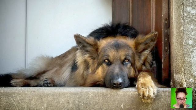 РЕЯ 1. «Ррргав, гав!» - СОБАКА гавкнула, отбежала, вернулась, и снова гавкнула, зовя за собой… смотреть онлайн