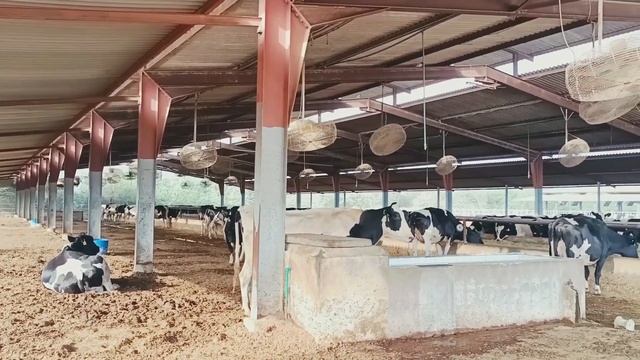 DIGDAGA DAIRY FARM, RAS AL KHAIMAH смотреть онлайн
