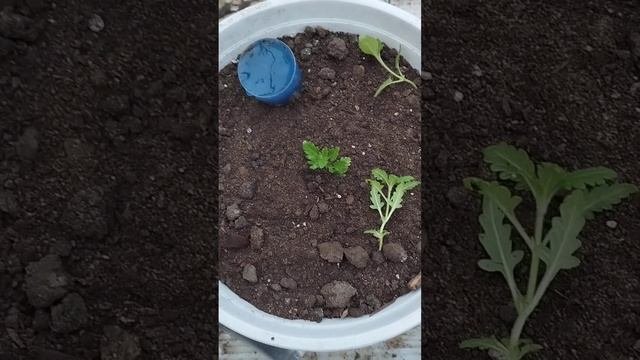 Вербена вегетативная маточники и сажаем кашпо " спорным"  методом!