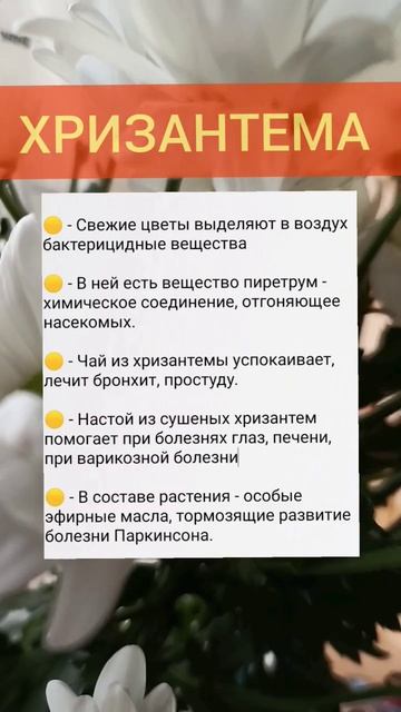 🥳ТАЙНЫ "ЗОЛОТОГО ЦВЕТКА". ХРИЗАНТЕМА!