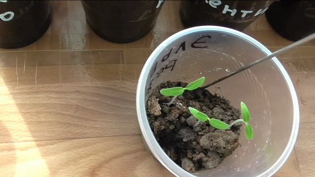 Полив рассады после всходов смотреть онлайн