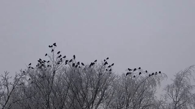 Галки (1часть) смотреть онлайн