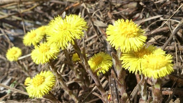 Добрые мухи и первые цветы мать-и-мачеха в конце марта смотреть онлайн