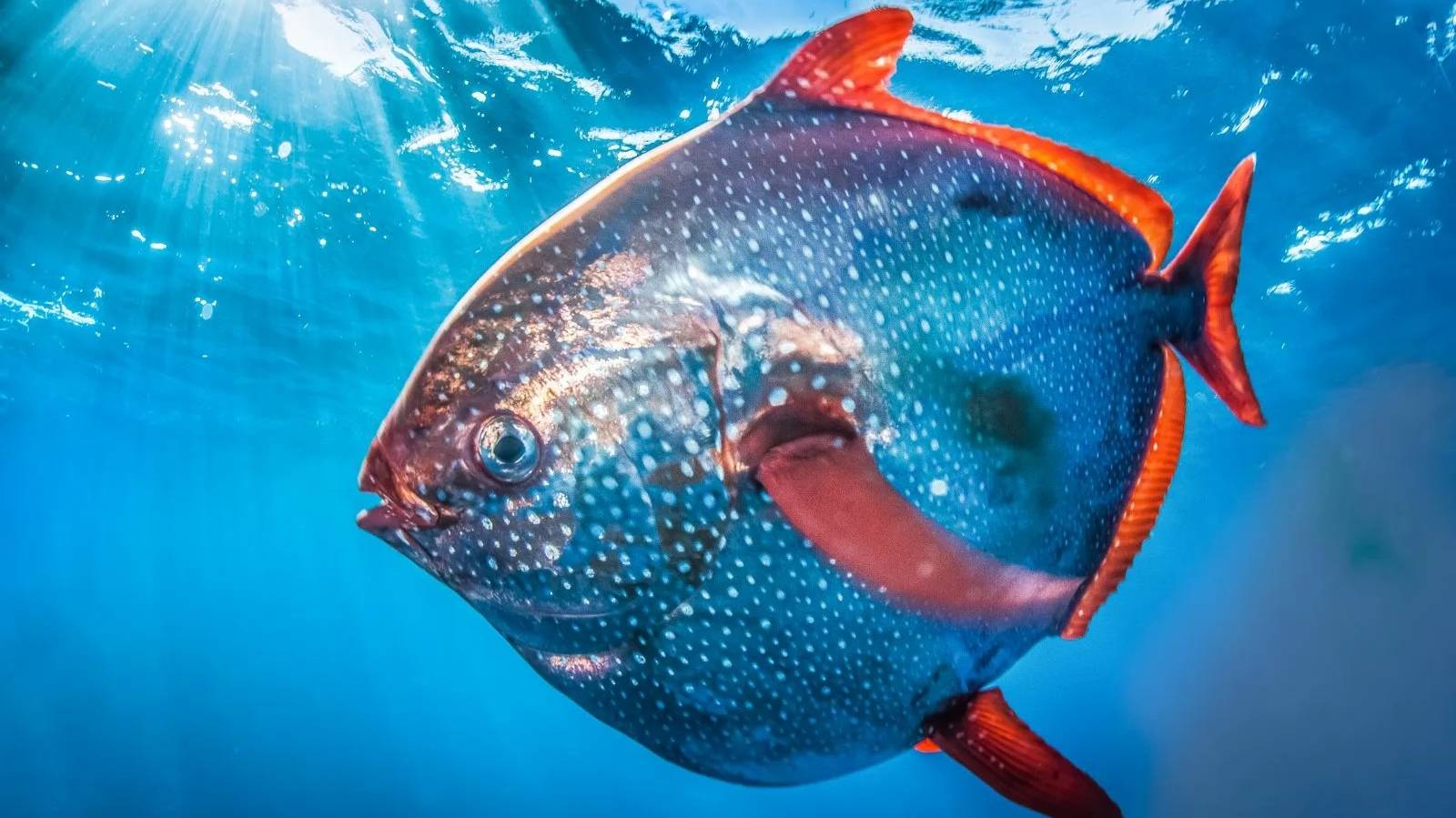 РР4 море Опах краснопёрый, Скат полярный, Ликод Эсмарка (66 серия) вечерний чат. смотреть онлайн