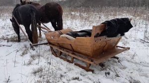 Прогулка зимой с лошадьми. Обзор.