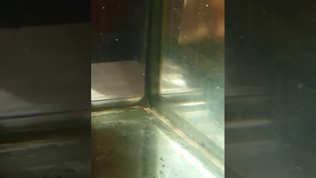 Спасение малька.(часть первая)№85 смотреть онлайн