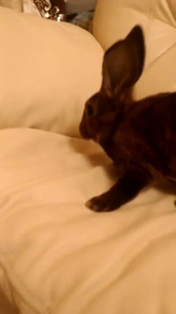 Рексы Кастер. смотреть онлайн