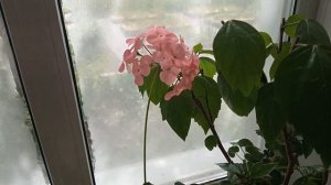 Черенки гортензии