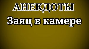 АНЕКДОТЫ Заяц в камере