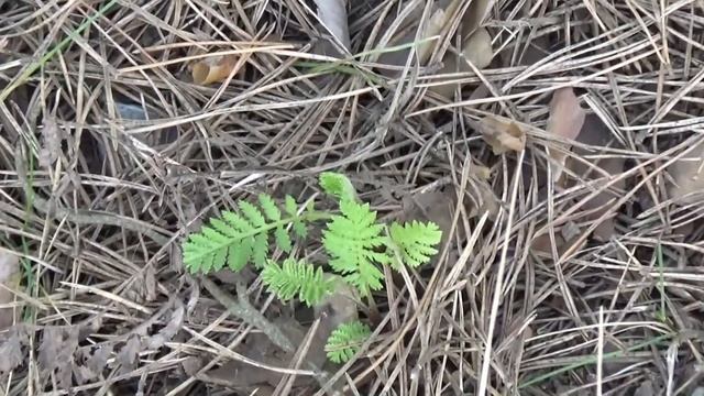 "Жилкомхоз" и администрация убрали застарелые свалки смотреть онлайн