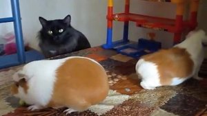 Морские свинки и кошка