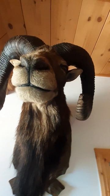 Muflon trófea смотреть онлайн