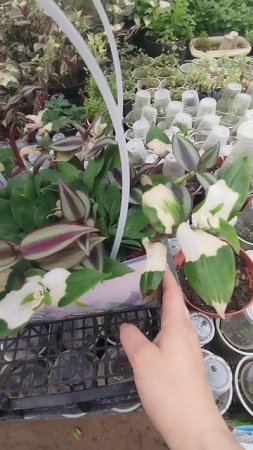 Корзинка цветов💐 к 8 марта! Из тепличных цветов!