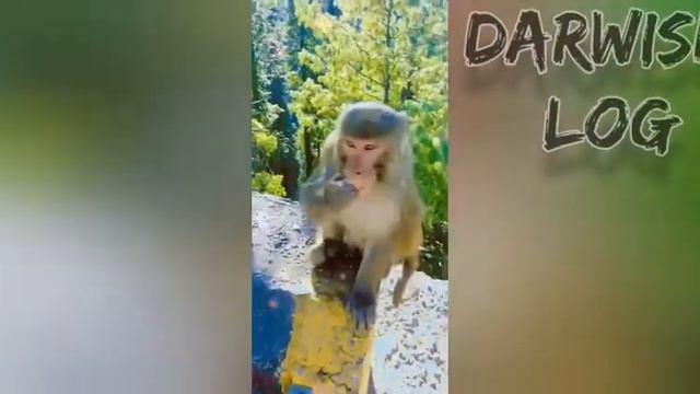 How To Make Fun With Monkeys - Everyday Monkey Funny Videos - funny monkey   November 22, 2021