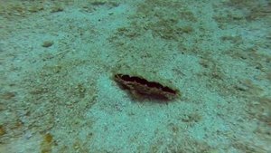 Diving Fujeira 15 may 15