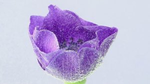 White Fox Music и Константин Лем - Не забудь