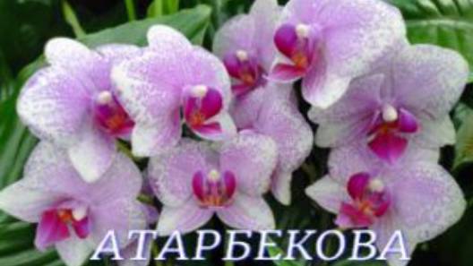 №1040/ СВЕЖИЕ, роскошные ОРХИДЕИ к 8 МАРТА на АТАРБЕКОВА