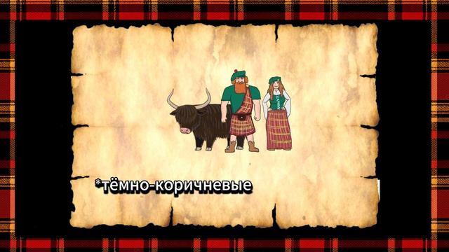 РЫЖИЕ И ЧЁРНЫЕ шотландцы | краткая история породы хайленд