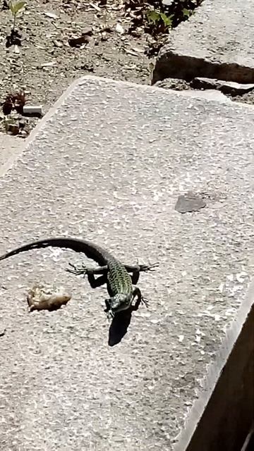 Саламандра обедает в центре Мессины смотреть онлайн