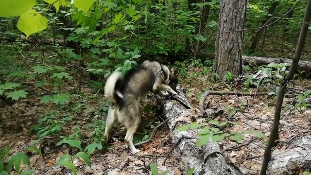 Ловись #мышка, большая и маленькая!Catch #mouse, big and small! смотреть онлайн