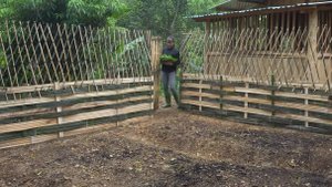 Дорис строит дом 12. Дорис делает грядки и ограду из бамбука.