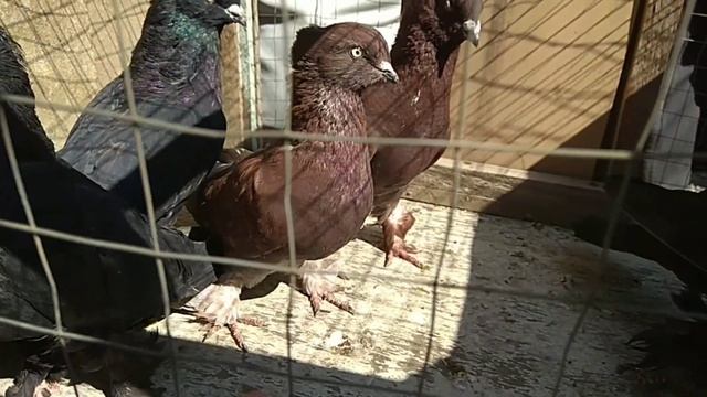 Кабутар бозор да жанжал АНДИЖОН СОЙ КАБУТАР БОЗОР. 3 Ксим kabutar bozor, kabootar bazi, pigeons