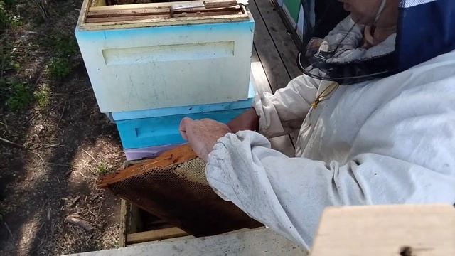 ОТКАЧКА МАЙСКОГО МЁДА ПРОВЕРЯЕМ НУКЛЕУСЫ.