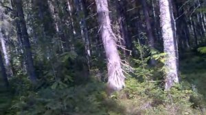 Пунгино. новости из леса. 30.07.2017.