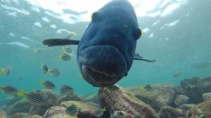 Beneath the Surface - Snorkeling at Shelly Beach and Cabbage Tree Bay