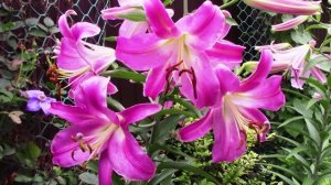 Что посадить, лилии или лилейники.