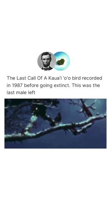 Before Extinct - "Singing for a female that would never come" 🥺 смотреть онлайн