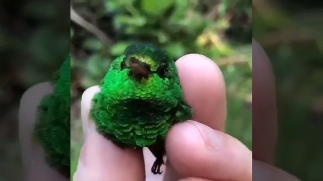 "Оптическая" окраска колибри смотреть онлайн