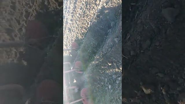 Друга посадка картоплі. 26 червня. Галла. смотреть онлайн