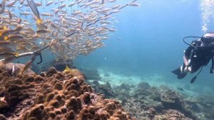 Дайвинг на Пхукете - Phi Phi / Shark Point / Koh Doc Mai