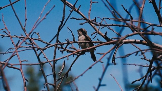 Сорокопут смотреть онлайн