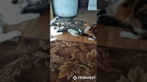 Как две кошки кота закопали