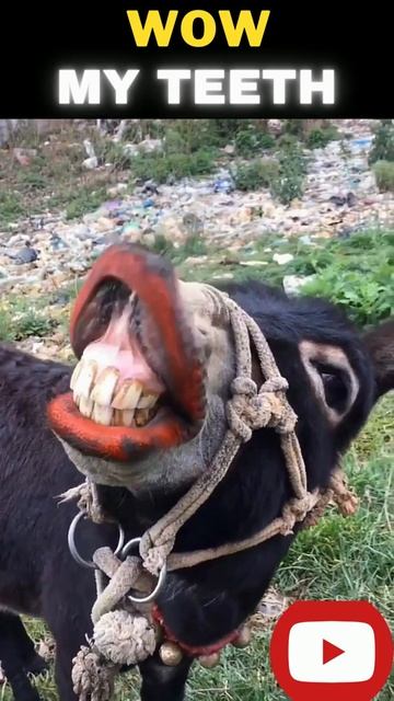 Funny Goat Show His Fresh Teeth! Funto Animals смотреть онлайн