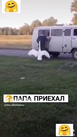 ГУСЬ С РАБОТЫ ВСТРЕТИЛ ПАПУ - ЖАЛЬ, ПОДАТЬ НЕ МОЖЕТ ЛАПУ 1000043059.mp4