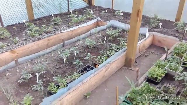 #ОгородныеДела #ЖизньВселе Посеяла 200 шт кабачков/Жизнь в селе.