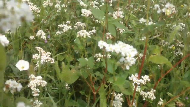 25 июля 14 гречиха инзерская голубц смотреть онлайн