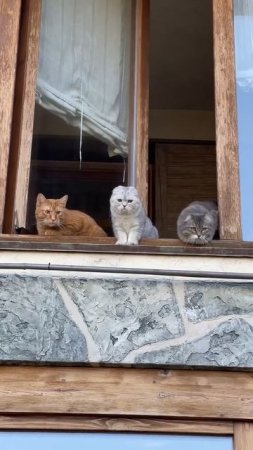Хорошие зрители😂😸