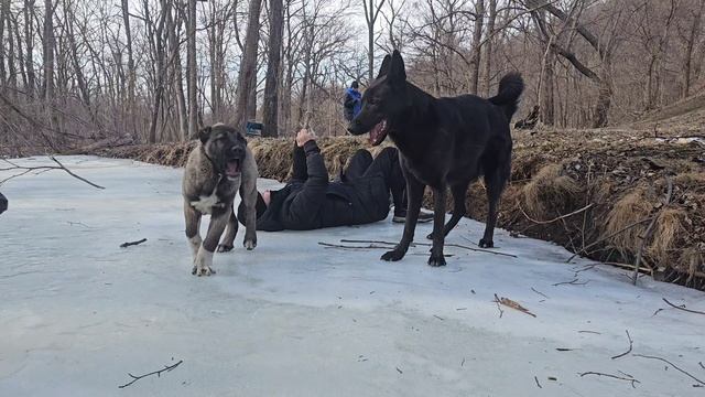 Лёва Кангал разорвал обоянием Немецквю овчарку и Ягдтерьера прям на глазах у детей.