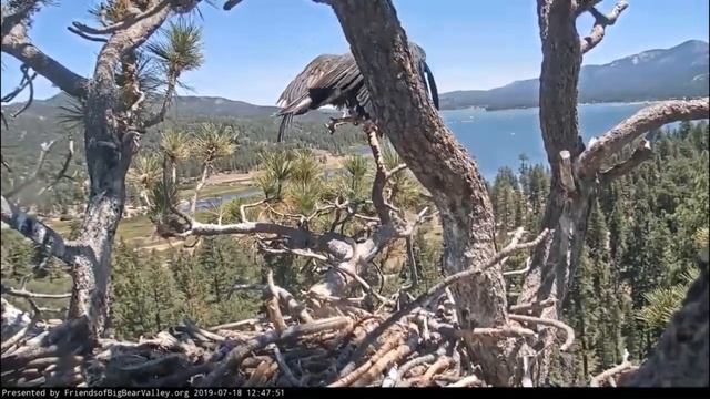 Big Bear Eagles * HOVER TIME!! * Simba's Feelin' It!!! XOXO * 7/18/19 смотреть онлайн