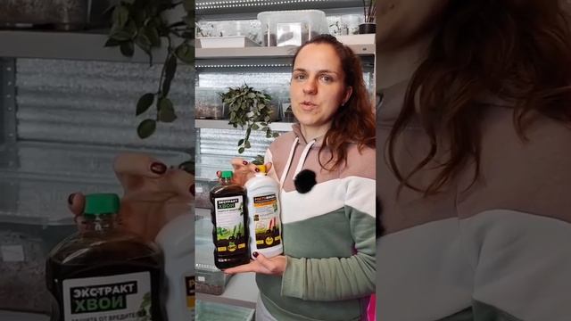 Рассада перцев
