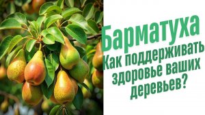 Болезни деревьев весной.