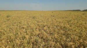 17.08.2018. NO-TILL просо-десикация