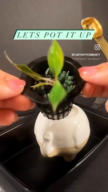 Let's pot up this mini Pink Princess Philodendron
